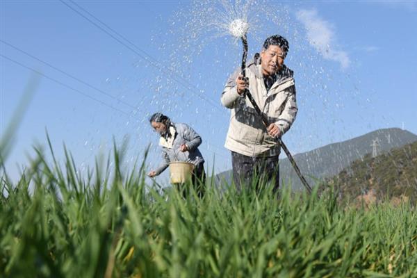 黑麦草的播种时间，一般为2-4月份、9-11月份