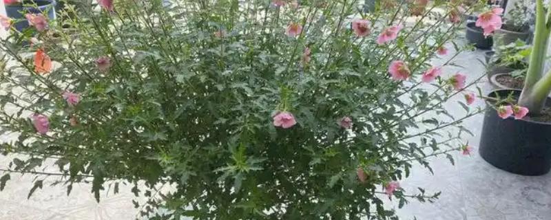 盆栽木槿花如何剪枝，可以根据株形及时进行调整