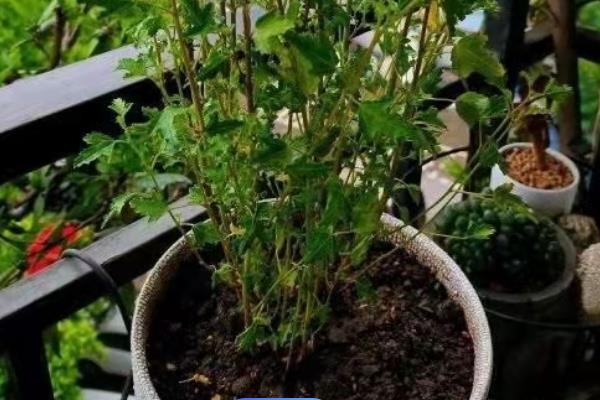 盆栽木槿花如何剪枝，可以根据株形及时进行调整