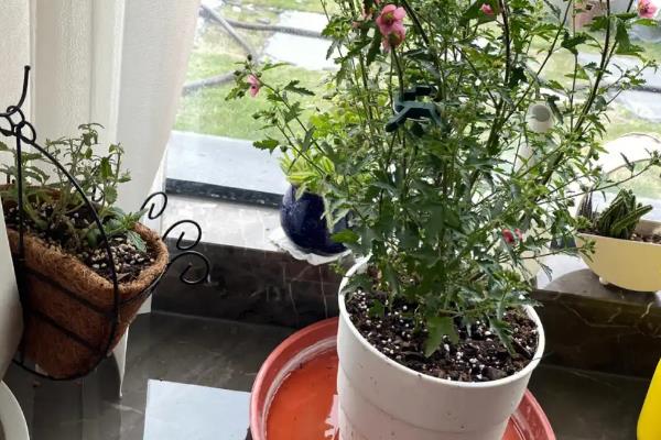 盆栽木槿花如何剪枝，可以根据株形及时进行调整