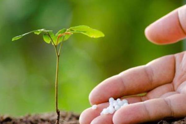桂花树种子如何育苗，选择在晴朗无风的午后进行播种