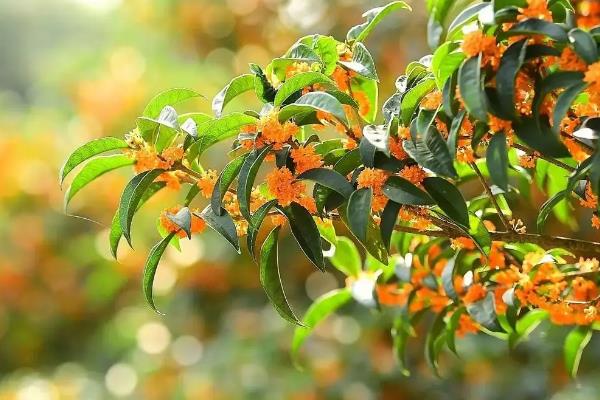 桂花树种子如何育苗，选择在晴朗无风的午后进行播种
