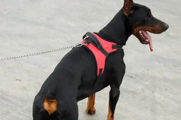 狗狗用胸背带好吗，胸带对于狗狗来说比较合理