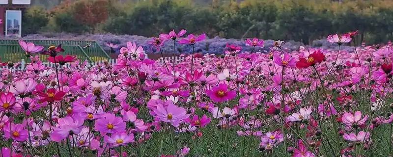 格桑花的寓意，寓意珍惜眼前人、坚韧不拔等