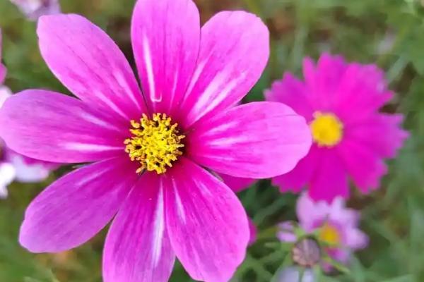 格桑花的寓意，寓意珍惜眼前人、坚韧不拔等