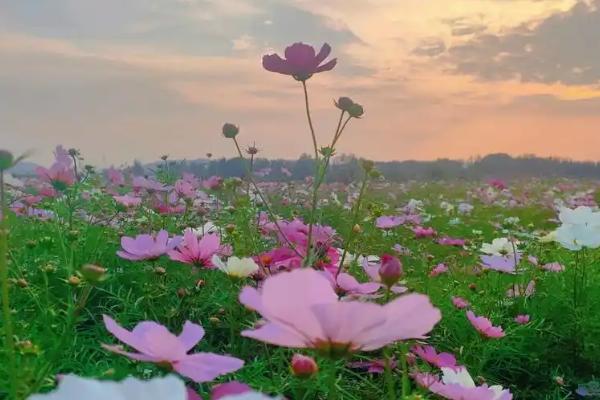 格桑花的寓意，寓意珍惜眼前人、坚韧不拔等
