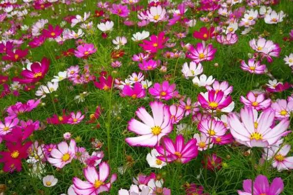 格桑花的寓意，寓意珍惜眼前人、坚韧不拔等