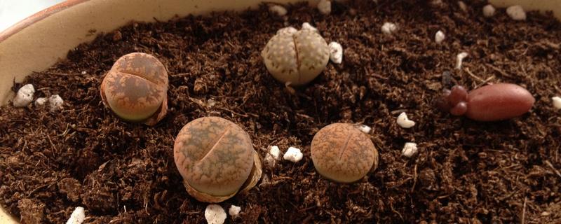 石生花皱了的原因，可能是光照不当或温度不当等