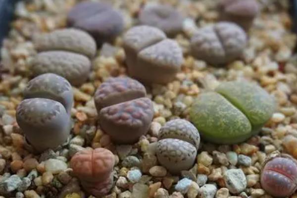 石生花皱了的原因，可能是光照不当或温度不当等