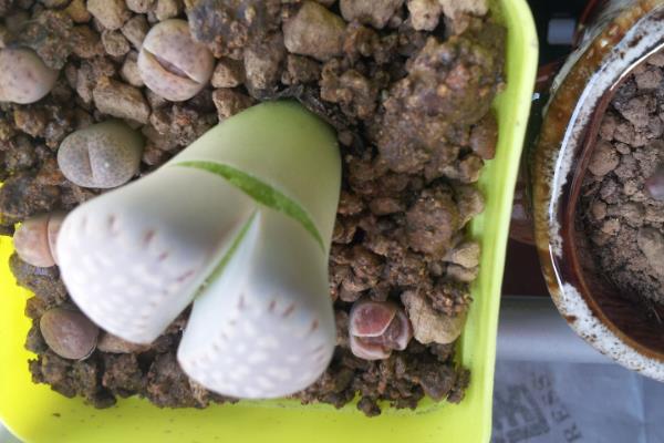 石生花皱了的原因，可能是光照不当或温度不当等