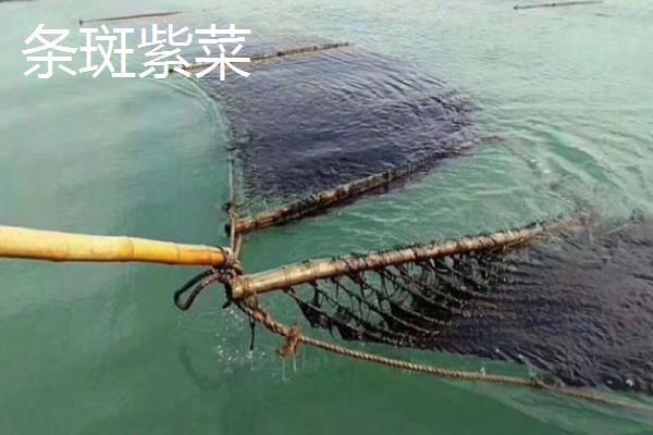 紫菜的产地，产地多分布在沿海地区