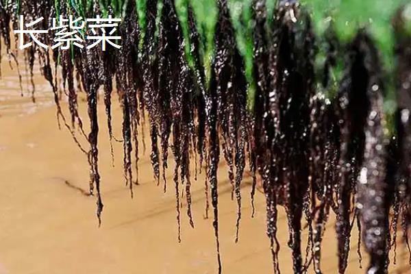 紫菜的产地，产地多分布在沿海地区