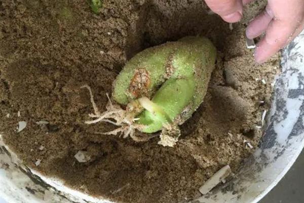 种植佛手瓜怎么育苗，播种后经过5-7天就会萌发