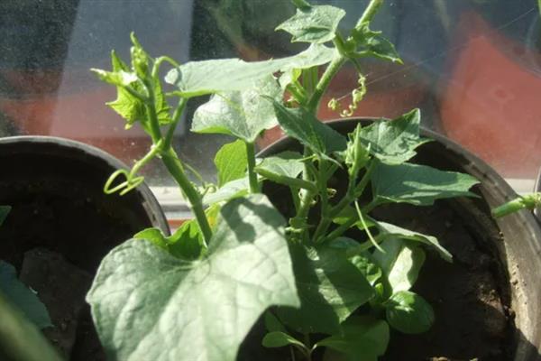 种植佛手瓜怎么育苗，播种后经过5-7天就会萌发