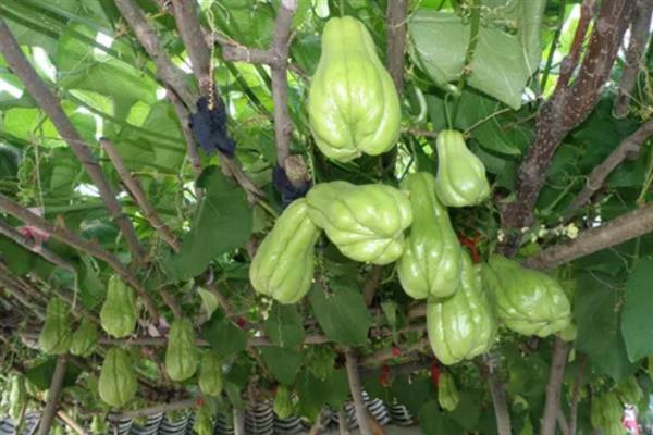 种植佛手瓜怎么育苗，播种后经过5-7天就会萌发