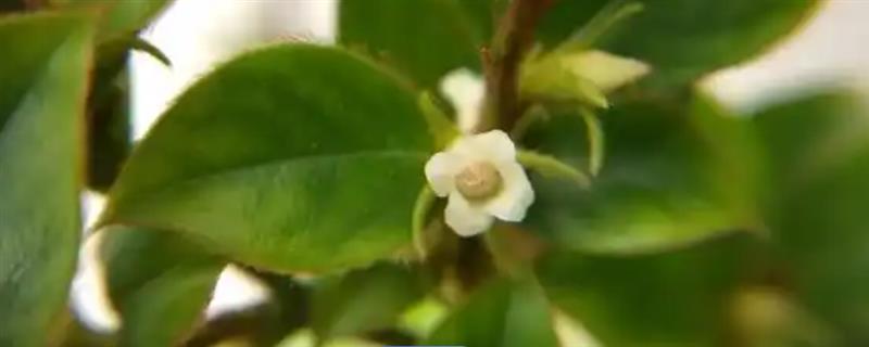 如何才能让黑骨茶发芽，要确保充足光照