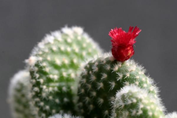 白毛掌会开花吗，白毛掌是会开花的植物