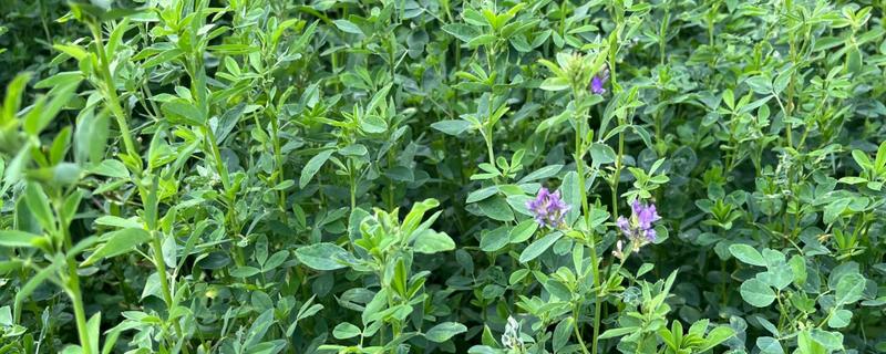 如何种植苜蓿草，将种子洗净消毒后再播种