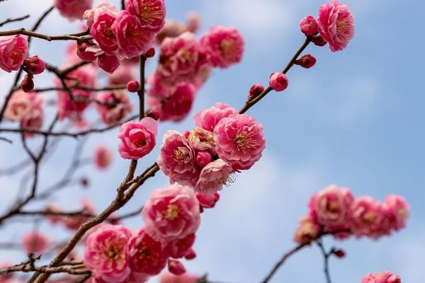 梅花的特点，有着不畏严寒的特点