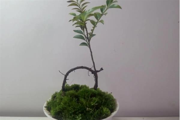 如何才能让黑骨茶发芽，要确保充足光照