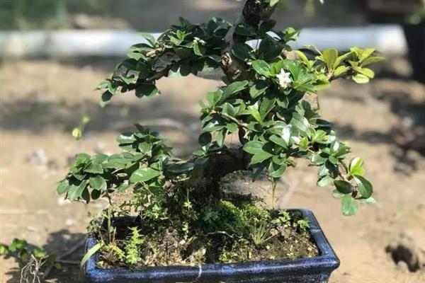 如何才能让黑骨茶发芽，要确保充足光照