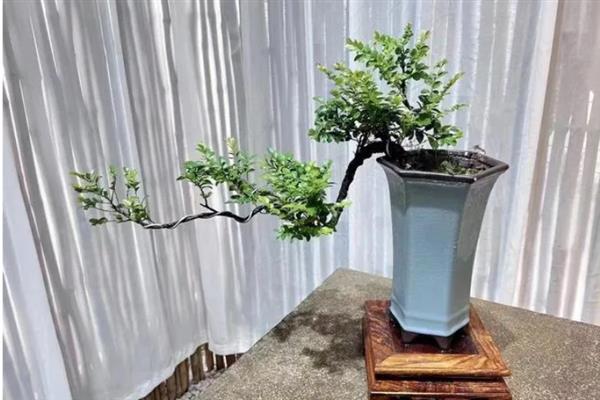 如何才能让黑骨茶发芽，要确保充足光照