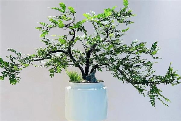如何才能让黑骨茶发芽，要确保充足光照