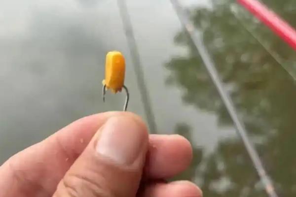 钓鲤鱼挂玉米粒的正确方法，直接用鱼钩穿进玉米的胚芽位置