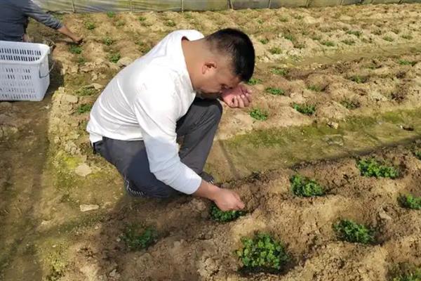 如何种植苜蓿草，将种子洗净消毒后再播种
