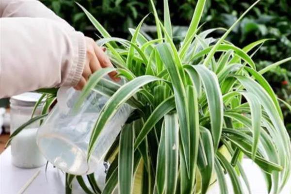 吊兰烂叶子的原因，存在病虫害或肥害、通风不畅、光照过强等因素