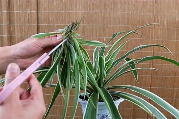 吊兰烂叶子的原因，存在病虫害或肥害、通风不畅、光照过强等因素