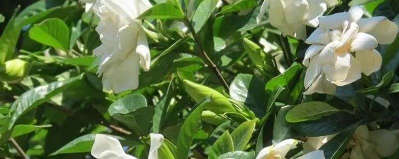 怎么修剪栀子花，春天需要将老枝弱枝剪除