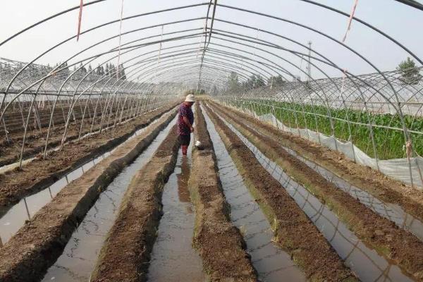 草莓施哪种肥料能变甜，挂果期喷施红果素＋钙肥可提升品质