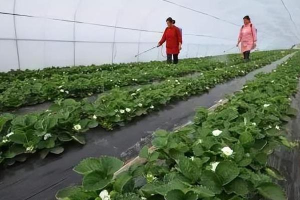 草莓施哪种肥料能变甜，挂果期喷施红果素＋钙肥可提升品质