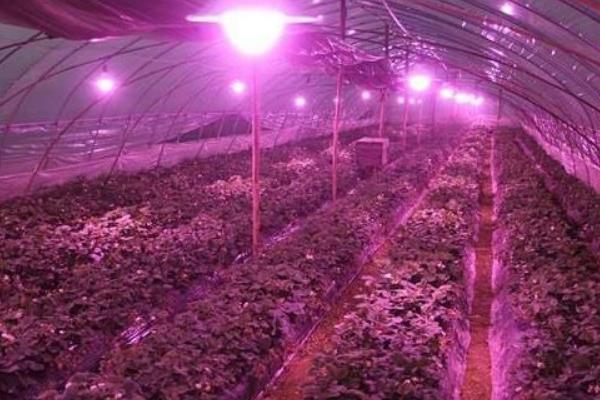 草莓施哪种肥料能变甜，挂果期喷施红果素＋钙肥可提升品质