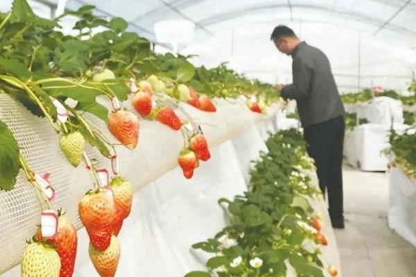 草莓施哪种肥料能变甜，挂果期喷施红果素＋钙肥可提升品质