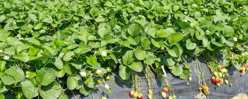 草莓施哪种肥料能变甜，挂果期喷施红果素＋钙肥可提升品质
