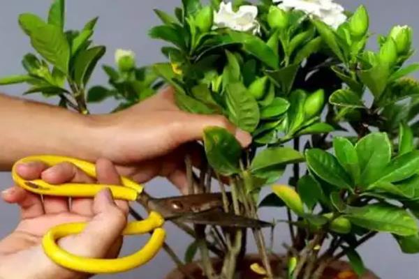 怎么修剪栀子花，春天需要将老枝弱枝剪除
