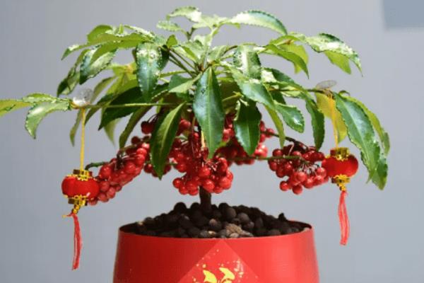 金玉满堂的养殖方法，平时每隔14天左右追施一次肥料