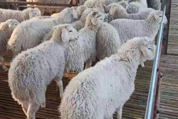 小尾寒羊的外形特征，身体呈圆筒形、前躯和后躯较发达