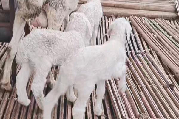 小尾寒羊的外形特征，身体呈圆筒形、前躯和后躯较发达