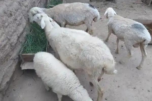小尾寒羊的外形特征，身体呈圆筒形、前躯和后躯较发达