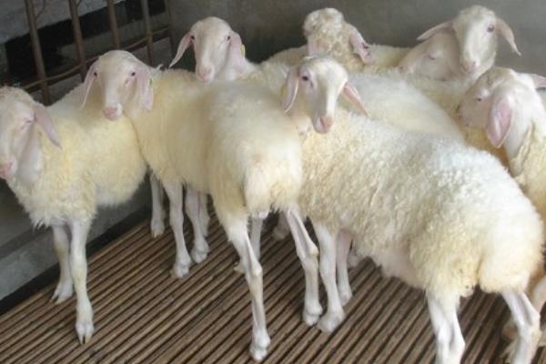 小尾寒羊的外形特征，身体呈圆筒形、前躯和后躯较发达
