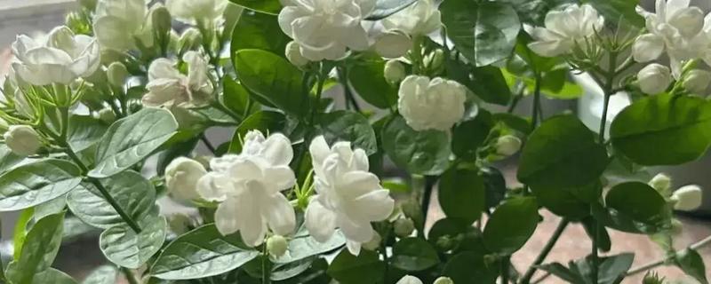 哪些花朵不怕太阳晒，常见的有茉莉花、米兰等