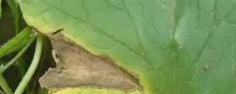 怎么防治香瓜蔓枯病，用热水烫种可灭杀病菌
