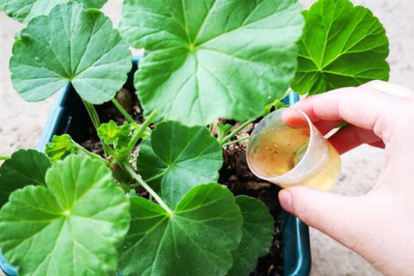 天竺葵的养殖方法，适宜生长的温度为10-20度