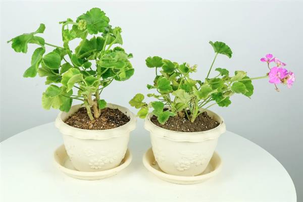 天竺葵的养殖方法，适宜生长的温度为10-20度