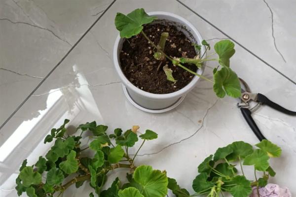 天竺葵的养殖方法，适宜生长的温度为10-20度