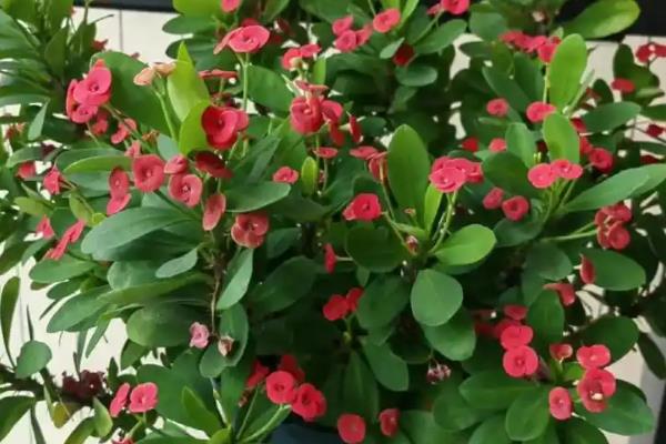 哪些花朵不怕太阳晒，常见的有茉莉花、米兰等