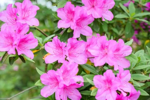 哪些花朵不怕太阳晒，常见的有茉莉花、米兰等